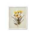 Picture of Dried Flowers with Outline II  _GroupedProduct_Rectangle_Portrait_Framed_Matted_