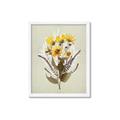 Picture of Dried Flowers with Outline II  _GroupedProduct_Rectangle_Portrait_Framed_Matted_