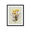 Picture of Dried Flowers with Outline II  _GroupedProduct_Rectangle_Portrait_Framed_Matted_