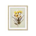 Picture of Dried Flowers with Outline II  _GroupedProduct_Rectangle_Portrait_Framed_Matted_