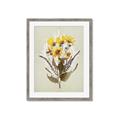 Picture of Dried Flowers with Outline II  _GroupedProduct_Rectangle_Portrait_Framed_Matted_