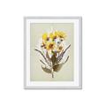 Picture of Dried Flowers with Outline II  _GroupedProduct_Rectangle_Portrait_Framed_Matted_