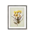 Picture of Dried Flowers with Outline II  _GroupedProduct_Rectangle_Portrait_Framed_Matted_