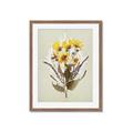 Picture of Dried Flowers with Outline II  _GroupedProduct_Rectangle_Portrait_Framed_Matted_