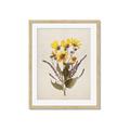 Picture of Dried Flowers II  _GroupedProduct_Rectangle_Portrait_Framed_Matted_