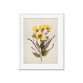 Picture of Dried Flowers II  _GroupedProduct_Rectangle_Portrait_Framed_Matted_