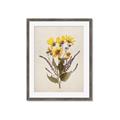 Picture of Dried Flowers II  _GroupedProduct_Rectangle_Portrait_Framed_Matted_