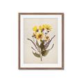 Picture of Dried Flowers II  _GroupedProduct_Rectangle_Portrait_Framed_Matted_