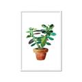 Picture of Aloe Plant _GroupedProduct_Rectangle_Portrait_Framed_Matted_