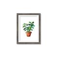 Picture of Aloe Plant _GroupedProduct_Rectangle_Portrait_Framed_Matted_