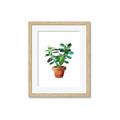 Picture of Aloe Plant _GroupedProduct_Rectangle_Portrait_Framed_Matted_