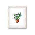 Picture of Aloe Plant _GroupedProduct_Rectangle_Portrait_Framed_Matted_