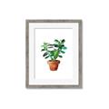 Picture of Aloe Plant _GroupedProduct_Rectangle_Portrait_Framed_Matted_