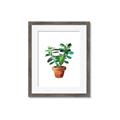 Picture of Aloe Plant _GroupedProduct_Rectangle_Portrait_Framed_Matted_