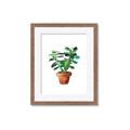 Picture of Aloe Plant _GroupedProduct_Rectangle_Portrait_Framed_Matted_