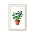 Picture of Aloe Plant _GroupedProduct_Rectangle_Portrait_Framed_Matted_