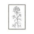 Picture of Single Hydrangea Drawing _GroupedProduct_Rectangle_Portrait_Framed_Matted_