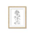 Picture of Single Hydrangea Drawing _GroupedProduct_Rectangle_Portrait_Framed_Matted_