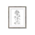 Picture of Single Hydrangea Drawing _GroupedProduct_Rectangle_Portrait_Framed_Matted_
