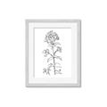 Picture of Single Hydrangea Drawing _GroupedProduct_Rectangle_Portrait_Framed_Matted_