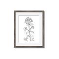 Picture of Single Hydrangea Drawing _GroupedProduct_Rectangle_Portrait_Framed_Matted_