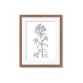 Picture of Single Hydrangea Drawing _GroupedProduct_Rectangle_Portrait_Framed_Matted_