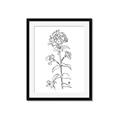 Picture of Single Hydrangea Drawing _GroupedProduct_Rectangle_Portrait_Framed_Matted_
