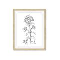 Picture of Single Hydrangea Drawing _GroupedProduct_Rectangle_Portrait_Framed_Matted_