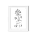 Picture of Single Hydrangea Drawing _GroupedProduct_Rectangle_Portrait_Framed_Matted_