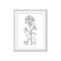 Picture of Single Hydrangea Drawing _GroupedProduct_Rectangle_Portrait_Framed_Matted_