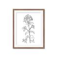 Picture of Single Hydrangea Drawing _GroupedProduct_Rectangle_Portrait_Framed_Matted_