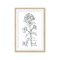 Picture of Single Hydrangea Drawing _GroupedProduct_Rectangle_Portrait_Framed_Matted_