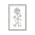 Picture of Single Hydrangea Drawing _GroupedProduct_Rectangle_Portrait_Framed_Matted_