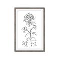 Picture of Single Hydrangea Drawing _GroupedProduct_Rectangle_Portrait_Framed_Matted_