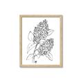 Picture of Panicle Hydrangea Drawing _GroupedProduct_Rectangle_Portrait_Framed_Matted_