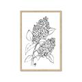 Picture of Panicle Hydrangea Drawing _GroupedProduct_Rectangle_Portrait_Framed_Matted_