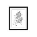 Picture of Panicle Hydrangea Drawing _GroupedProduct_Rectangle_Portrait_Framed_Matted_