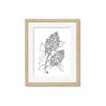 Picture of Panicle Hydrangea Drawing _GroupedProduct_Rectangle_Portrait_Framed_Matted_