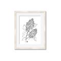 Picture of Panicle Hydrangea Drawing _GroupedProduct_Rectangle_Portrait_Framed_Matted_