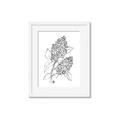 Picture of Panicle Hydrangea Drawing _GroupedProduct_Rectangle_Portrait_Framed_Matted_