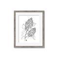Picture of Panicle Hydrangea Drawing _GroupedProduct_Rectangle_Portrait_Framed_Matted_