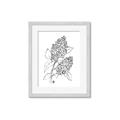 Picture of Panicle Hydrangea Drawing _GroupedProduct_Rectangle_Portrait_Framed_Matted_