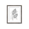 Picture of Panicle Hydrangea Drawing _GroupedProduct_Rectangle_Portrait_Framed_Matted_
