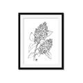 Picture of Panicle Hydrangea Drawing _GroupedProduct_Rectangle_Portrait_Framed_Matted_