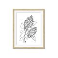 Picture of Panicle Hydrangea Drawing _GroupedProduct_Rectangle_Portrait_Framed_Matted_