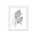 Picture of Panicle Hydrangea Drawing _GroupedProduct_Rectangle_Portrait_Framed_Matted_