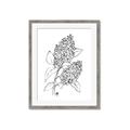 Picture of Panicle Hydrangea Drawing _GroupedProduct_Rectangle_Portrait_Framed_Matted_