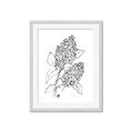 Picture of Panicle Hydrangea Drawing _GroupedProduct_Rectangle_Portrait_Framed_Matted_