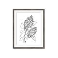 Picture of Panicle Hydrangea Drawing _GroupedProduct_Rectangle_Portrait_Framed_Matted_