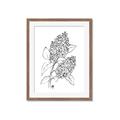 Picture of Panicle Hydrangea Drawing _GroupedProduct_Rectangle_Portrait_Framed_Matted_